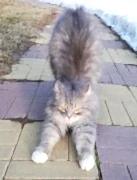 Пропал кот Стеблево