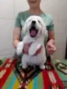 Питомник золотистых ретриверов DANDELION GOLD