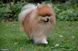 Немецкий шпиц