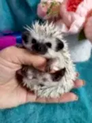 УралЭкзотик - питомник попугаев и декоративных животных