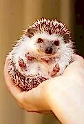 Африканский карликовый ёжик! Клубный питомник OLSER