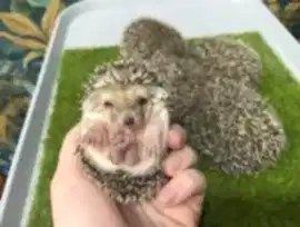 Питомник 666 Ёжиков + Гостиница для ёжиков