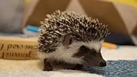 КрасЁж. Питомник карликовых африканских ежей