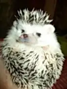 Карликовые ёжи г. Миасс