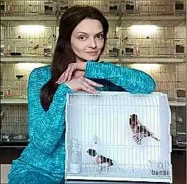 Ах, арлекино! - питомник декоративных канареек породы португальский арлекин