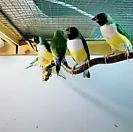 Питомник Гульдова Амадина