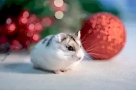 Зверополис