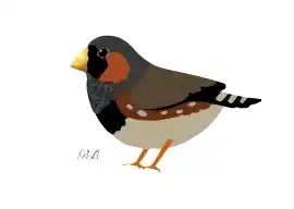 Золотой Клювик - питомник зебровых амадин