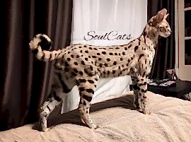 Питомник "SoulCats" - Саванна, Чаузи, Сервал