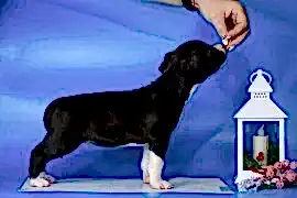 щенки амстаффа от проф питомника