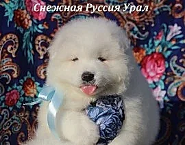 Самоед щенки.Медвежий тип.