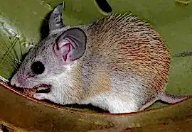 Мыши иглистые 3 шт. самцы (один без хвоста)