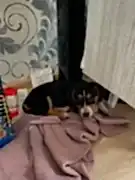 щенок таксы