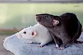 Olimp Animals - декоративные крысы дамбо и сатиновые мыши