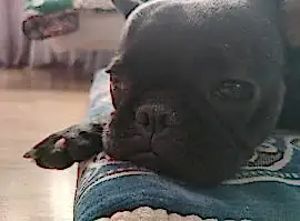 Французский бульдог