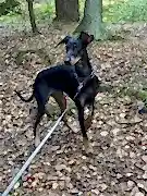 Щенок добермана