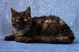 Продам котят породы селкирк рекс 