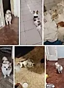 Потерялся мальчик Чихуахуа 