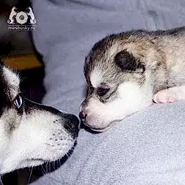 Аляскинский Кли Кай питомник Song of Ice