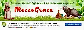 Питомник хорьков MoccoGrace
