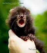 Черные хорьки питомника Nord-West Ferret