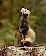 Furetto Felice питомник хорьки