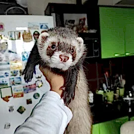 Питомник Kamellif