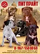 Племенной питомник "ПИТ ПРАЙТ" порода Прайтер