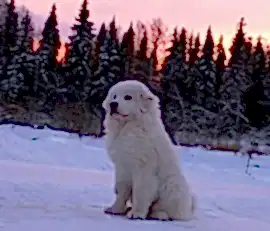 Пиренейская Горная Собака. Питомник "Зуриона"