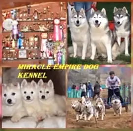 Хаски в Алматы и МО. Питомник Miracle Empire
