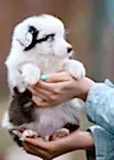 Питомник Seventy Seven