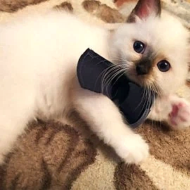 Священная Бирма Котята Питомник The victorious pride