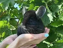 Питомник шиншилл "Нежный-зверь"