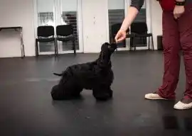 Старлайтс Меджик - Ксолоитцкуинтли (миниатюрный)