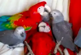 ПИТОМНИК ПОПУГАЕВ «FIDGET»