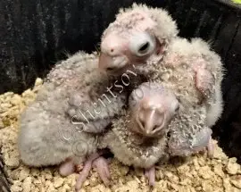 Питомник попугаев Евгения и Марины Шенцовых