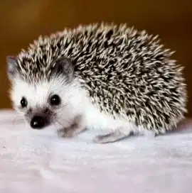 Африканский ёжик (Под заказ)