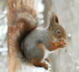 Обыкновенная белка (Под заказ)