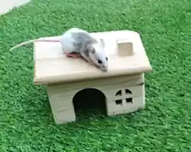 Мастомис натальсккая мышь