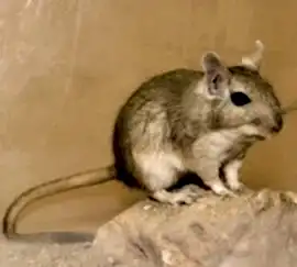 Песчанка природная