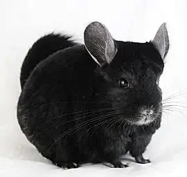 Шиншилла Черная