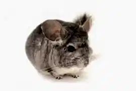 Шиншилла Бархат (Под заказ)