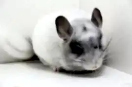 Шиншилла Белая (Под заказ)