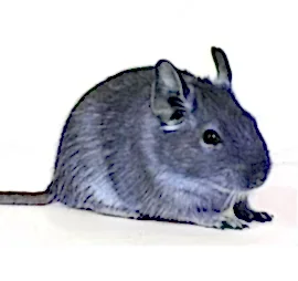 Дегу цветная