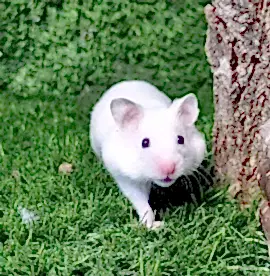 Хомяк Сирийский белый