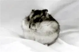 Хомяк Джунгарский обычный