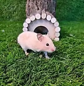 Хомяк Сирийский персик