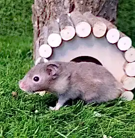 Хомяк Сирийский черный