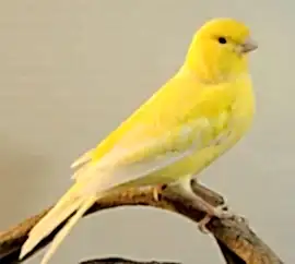 Канарейка желтая