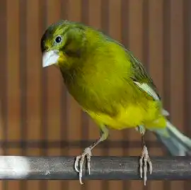 Кенар пестрый